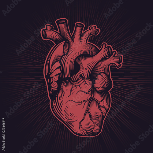 Human heart in engraving technique with star rays on dark background. Anatomically correct hand drawn line art. Tattoo, tee shirt print design. Vector illustration.