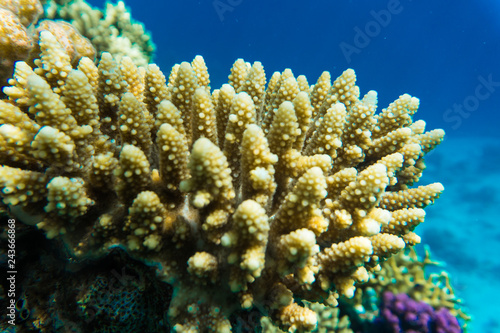 Underwater shooting. Coral reef and its inhabitants in Red Sea