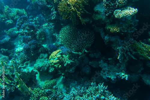 Fototapeta Naklejka Na Ścianę i Meble -  Tropical Fish on Coral Reef in the Red Sea