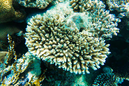 Morska lub oceaniczna podwodna rafa koralowa