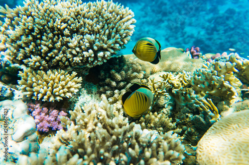 Wonderful and beautiful underwater world with corals and tropical fish in sea