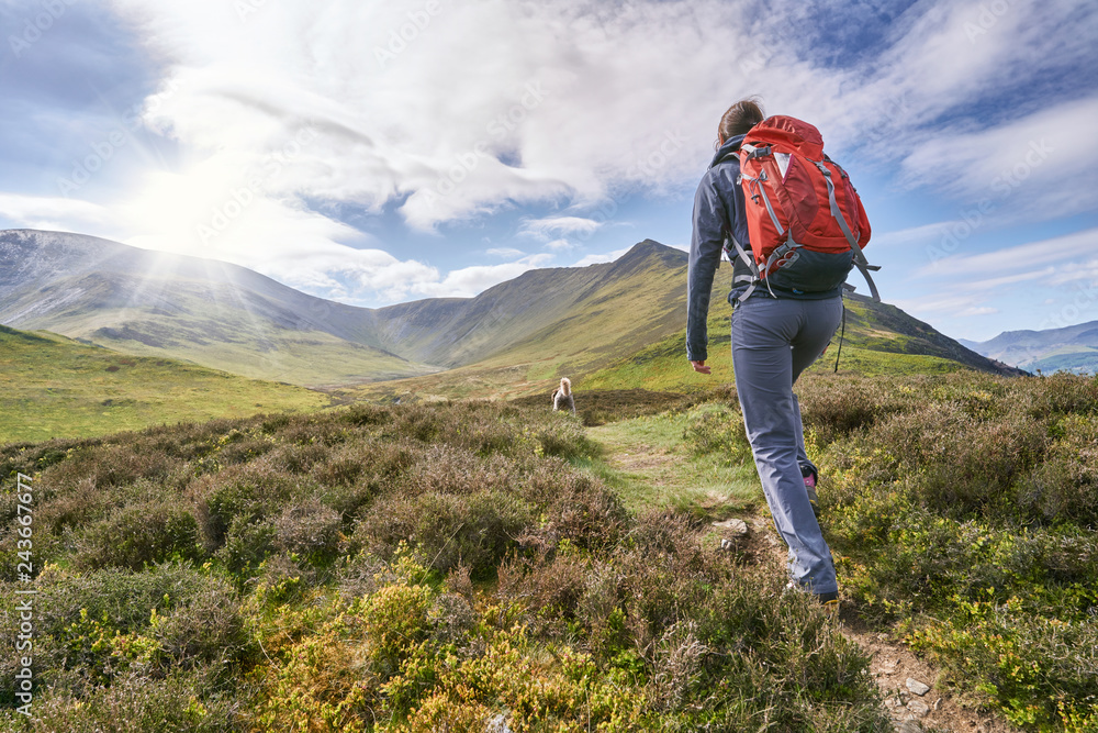 A hiker walking up a mountain ridge, The Edge, towards Ullock Pike, Carl Side and Skiddaw in the English Lake District UK.