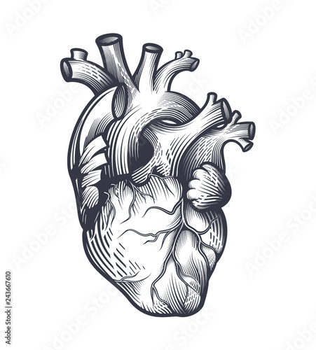 Human heart in engraving technique. Anatomically correct hand drawn line art isolated on white. Tattoo, tee shirt print design. Vector illustration.