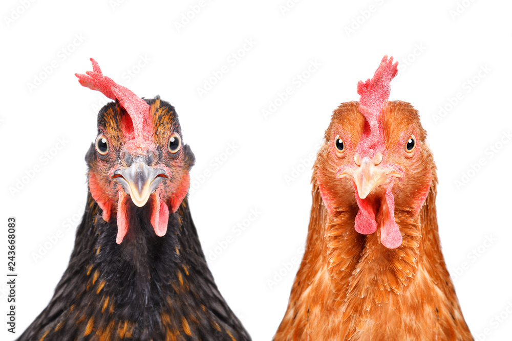 Naklejka premium Dwa kurczaka odizolowywającego na białym tle patrzeje kamerę