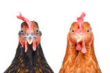 Two chickens isolated on white background looking at the camera