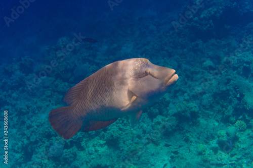 Napoleon fish. Inhabitants of the Great Barrier Reef in red Sea