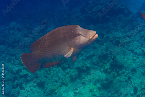 Large Napoleon Wrasse feeding on a tropical coral reef in sea