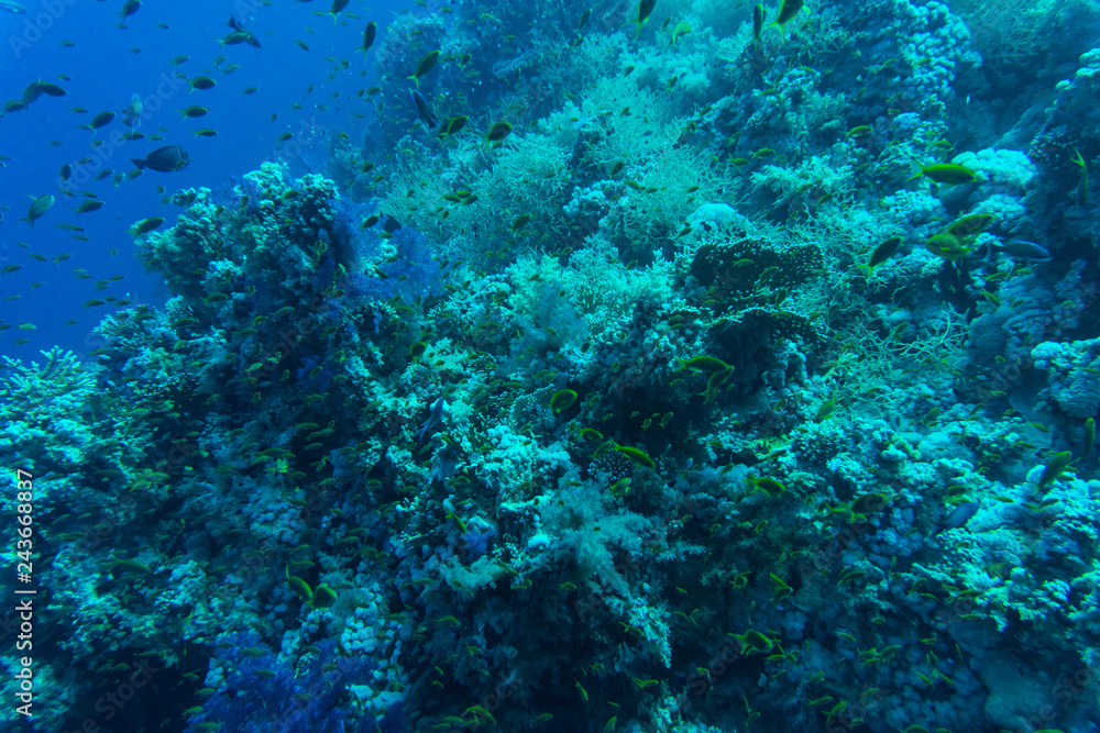 Tropical small red Fish on Coral Reef in the Red Sea