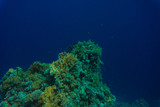Beautiful coral reef garden with fishes in Red Sea