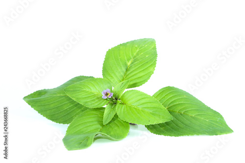 Limnophila rugosa Close up photo