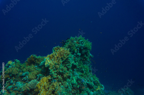 Beautiful coral reef garden with fishes in Red Sea