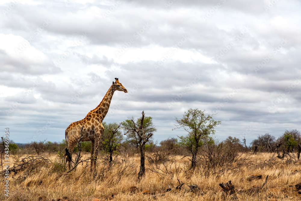 Obraz premium Male giraffe in the Kruger National Park in South Africa