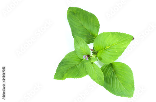 Limnophila rugosa Close up photo