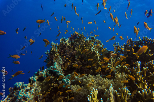 Fototapeta Naklejka Na Ścianę i Meble -  Tropical small red Fish on Coral Reef in the Red Sea