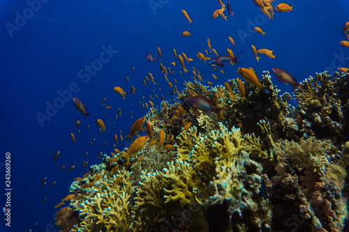 Fototapeta Naklejka Na Ścianę i Meble -  Common Bigeye and other tropical fish on coral reef in the Red Sea