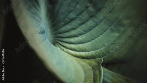 Obraz Pełny ramowy zbliżenie liście w zieleni