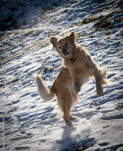 Dog, Golden Retriever playing in the snow