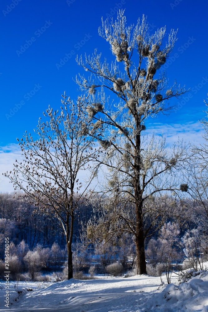 Fototapeta premium .Winter trees and blue sky in sunny, frosty weather