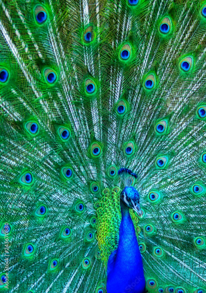 Obraz premium Pavo Real II