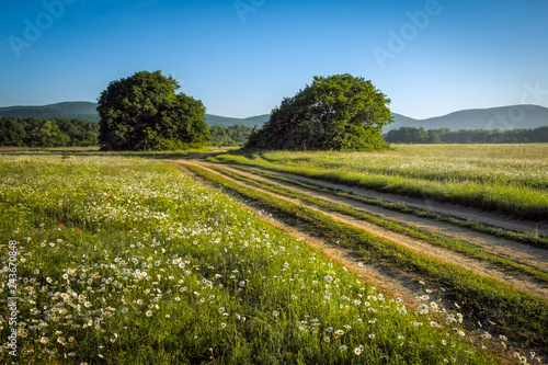 Summer landscape with green grass, flowers, road and trees