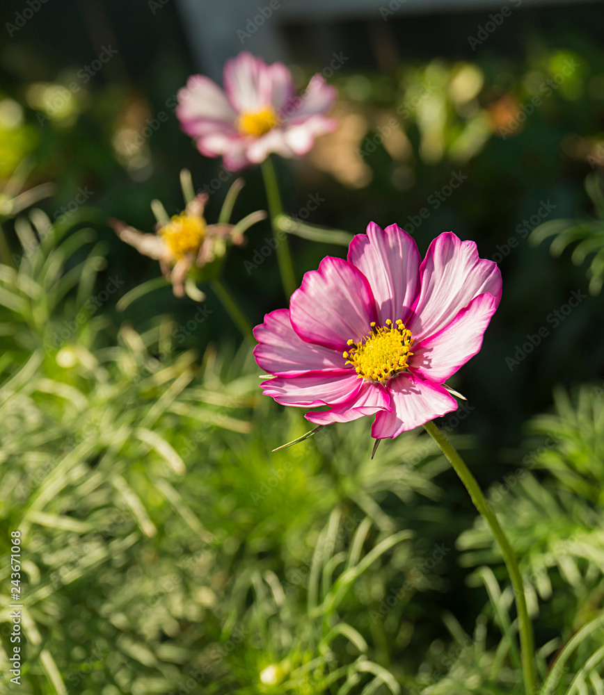 Bright flower on background of the green herb