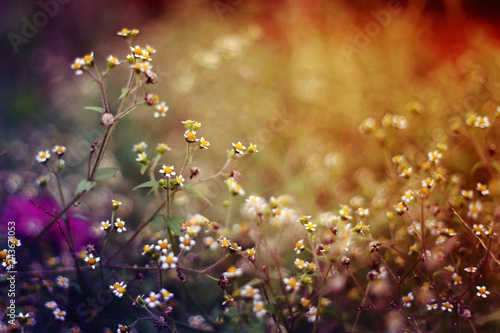 Hintergrundbild Blumen © lisaschaetzle
