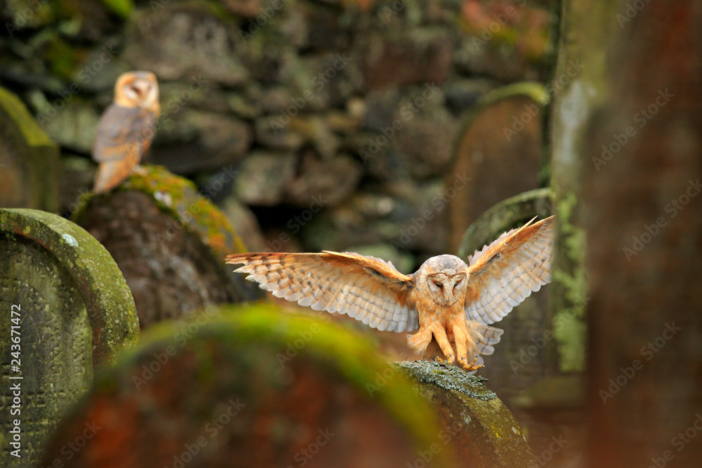 Urban wildlife. Magic bird barn owl, Tito alba, flying above stone fence in forest cemetery. Wildlife scene nature. Animal behaviour in wood. Barn owl fly, open wings, dark nature. Czech. Owl landing. Urban wildlife. Magic bird barn owl, Tito alba, flying above stone fence in forest cemetery. Wildlife scene nature. Animal behaviour in wood. Barn owl fly, open wings, dark nature. Czech. Owl landing.