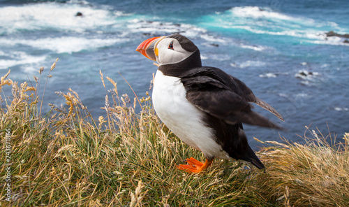 Beautiful Atlantic puffin in summer, Iceland