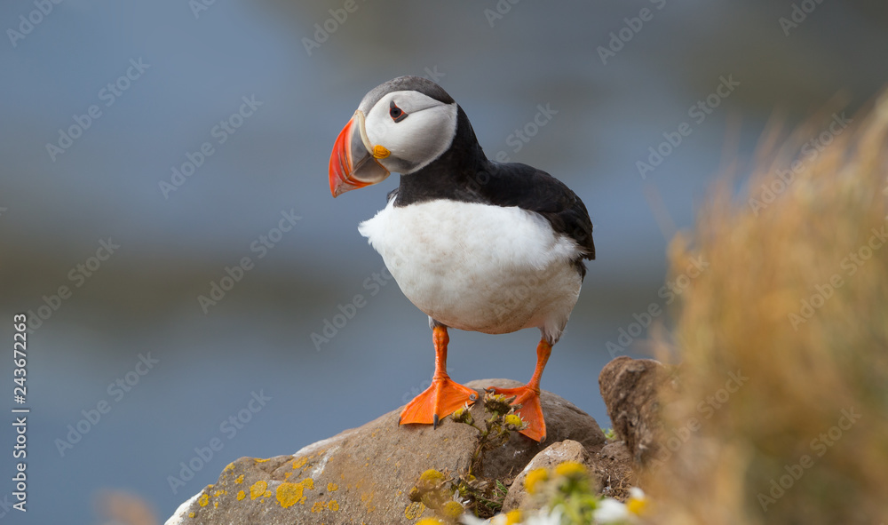 Beautiful Atlantic puffin in summer, Iceland Beautiful Atlantic puffin in summer, Iceland