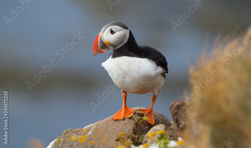 Beautiful Atlantic puffin in summer, Iceland