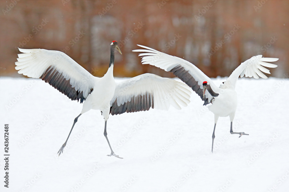 Obraz premium Dancing pair of Red-crowned crane with open wing in flight, with snow storm, Hokkaido, Japan. Bird in fly, winter scene with snow. Snow dance in nature. Wildlife scene from snowy nature. Snowy winter.