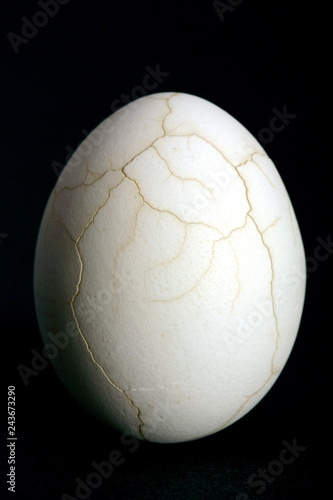 Crannied Eggshell. Something is coming out.