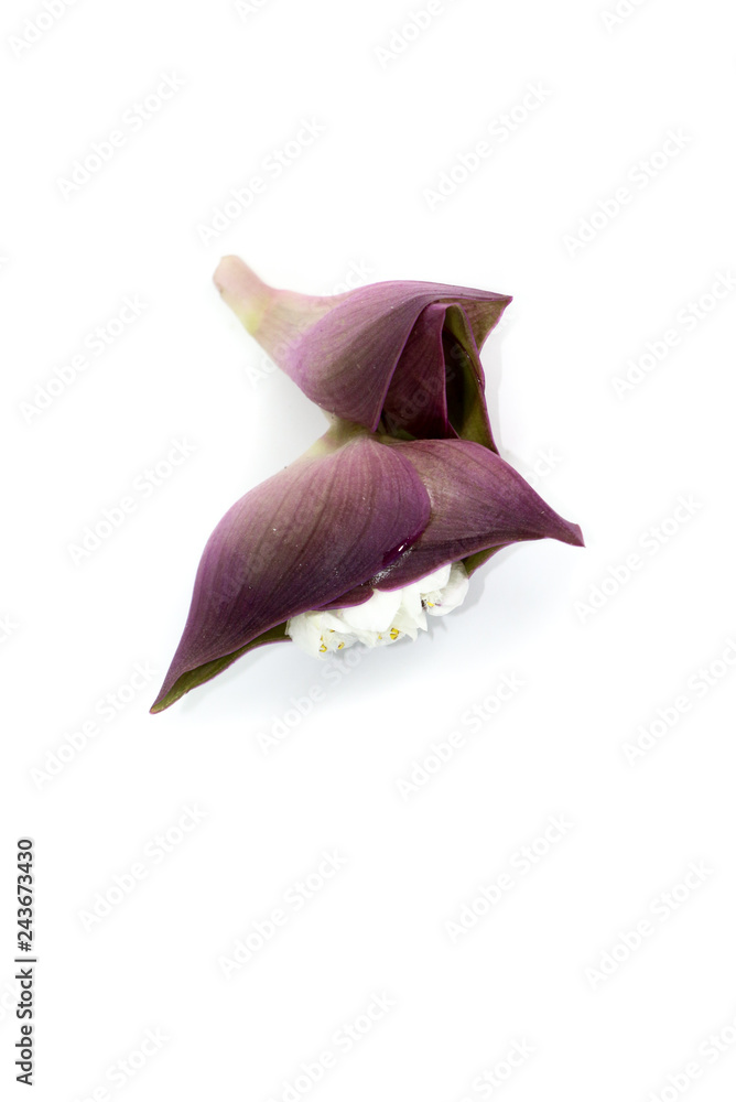 Fototapeta premium Oyster Lily Close up