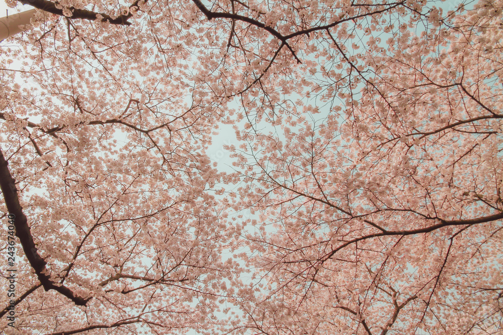 Beautiful pink cherry blossoms with sky as the background