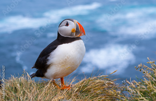 Beautiful Atlantic Puffins