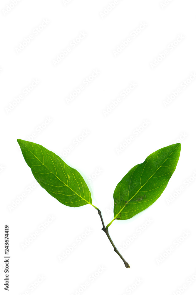 Obraz premium Sugar apple Close up