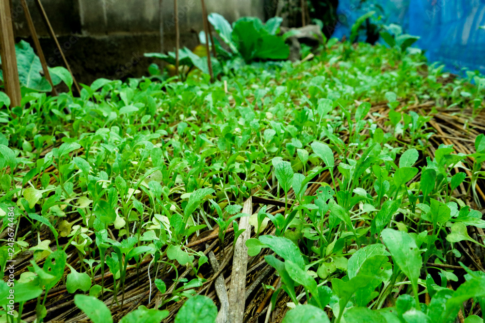 young plants in the garden young plants in the garden