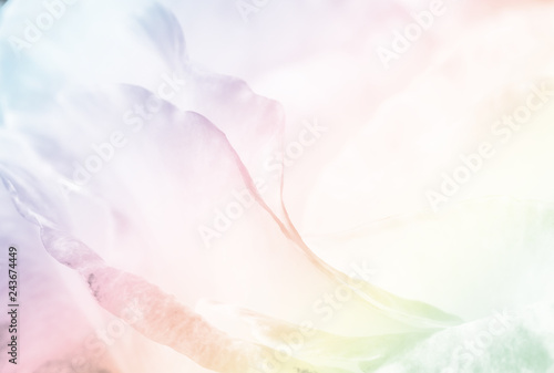 Close up leaves rose flower for valentines made pastel tone colors.