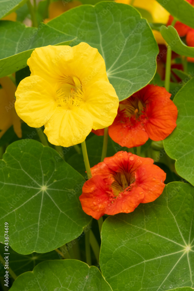 Nasturtiums in a garden Nasturtiums in a garden