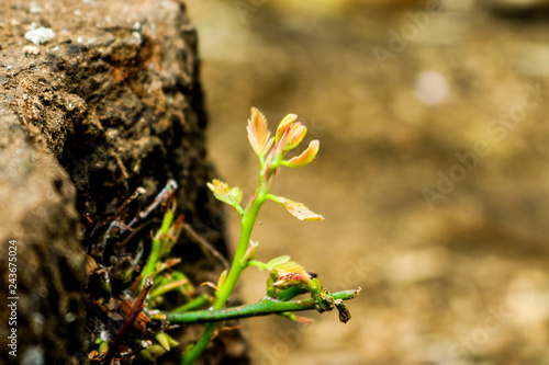 wild flowers in spring