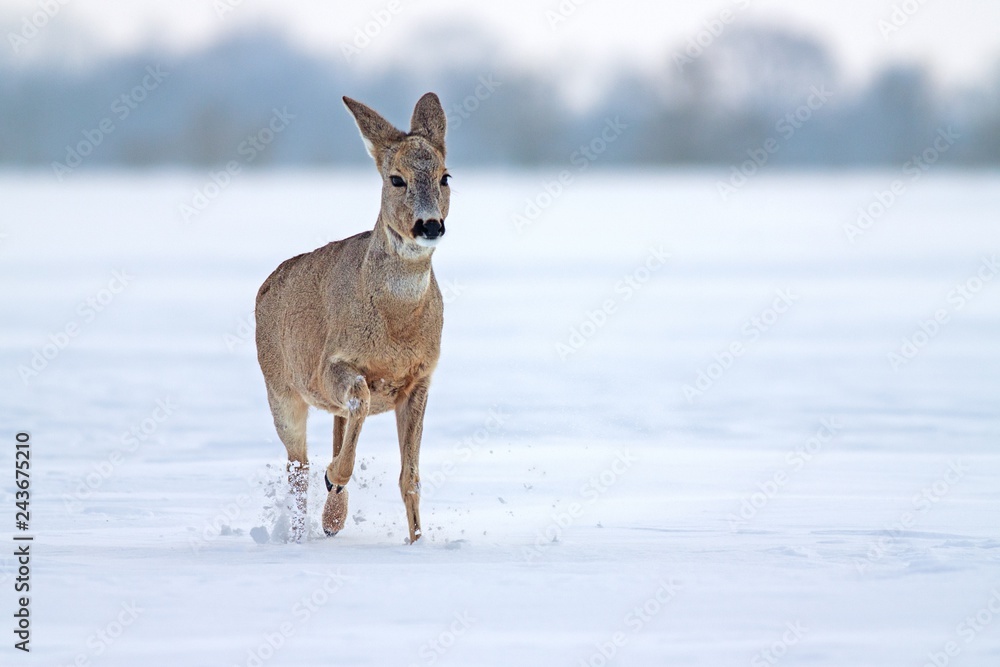 Roe deer Capreolus capreolus in winter. Female deer doe deer with snowy background. Wild animal walking forward determined in deep snow.