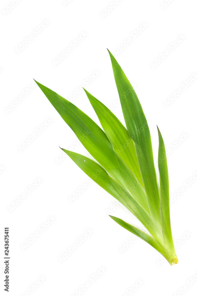 Obraz premium Xyphidium caeruleum Close up