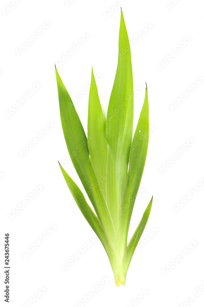 Obraz premium Xyphidium caeruleum Close up