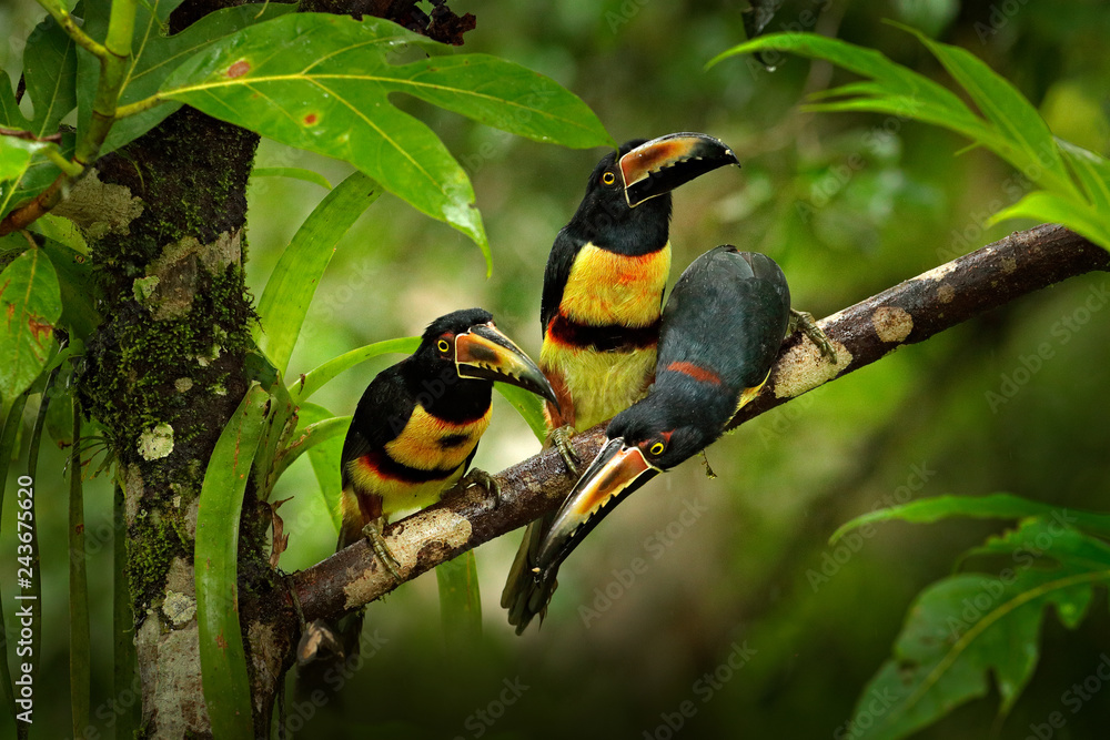 Obraz premium Small toucans in habitat. Toucan Collared Aracari, Pteroglossus torquatus, bird with big bill, sitting on the branch in the green forest, Boca Tapada, Costa Rica. Nature travel in central America.