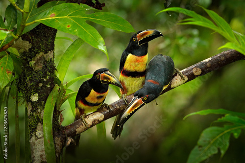 Small toucans in habitat. Toucan Collared Aracari, Pteroglossus torquatus, bird with big bill, sitting on the branch in the green forest, Boca Tapada, Costa Rica. Nature travel in central America.