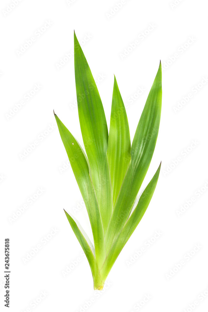 Obraz premium Xyphidium caeruleum Close up