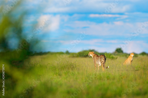 Cheetah family in grass, blue sky with clouds. Spotted wild cat in nature habitat. Cheetah, walking wild cat. Beautiful cat in Okavango delta, Moremi, Botswana, Africa. Two cheetah, wildlife.