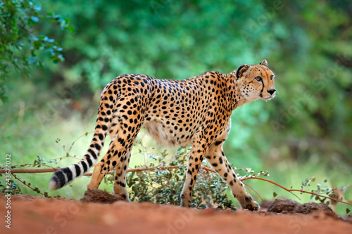 Canvas Print Cheetah, Acinonyx jubatus, walking wild cat