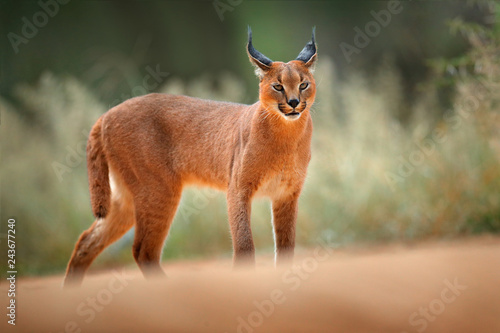 Caracal, African lynx, in green grass vegetation. Beautiful wild cat in nature habitat, Botswana, South Africa. Animal face to face walking on gravel road, Felis caracal. photo