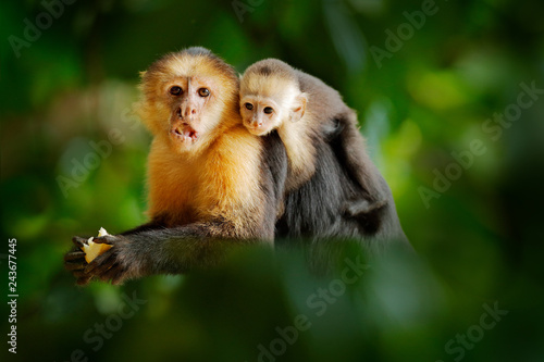 Monkey with young. Black monkey hidden in the tree branch in the dark tropical forest. White-headed Capuchin, feeding fruits. Animal in nature habitat, wildlife of Costa Rica. Cub and mother. photo